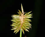 Pine barren flatsedge